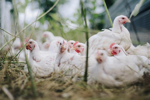 Sustainable Practices and Their role in Poultry Health Improvement