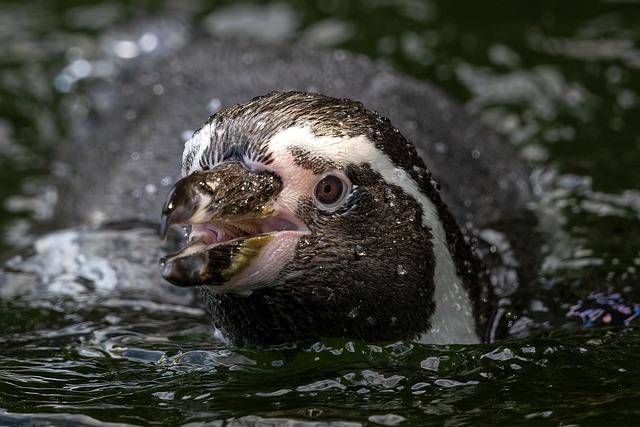S. Africa court bars fishing‌ to protect endangered ⁢African⁣ Penguins - the Bryan Times
