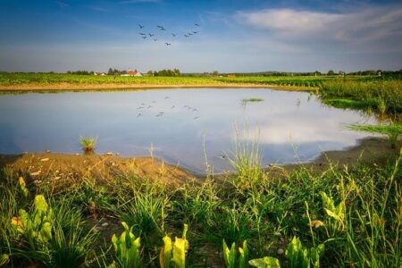 Decades of security cooperation under threat in Lake Chad Basin – Institute for Security Studies