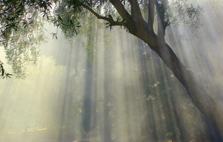 Africa’s Oldest Olive Tree Stands Strong in Tunisia – Saudi Press Agency