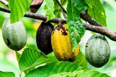 Cocoa Prices Retreat Nearly 20% Impacting Africa’s Leading Exporters – Forbes