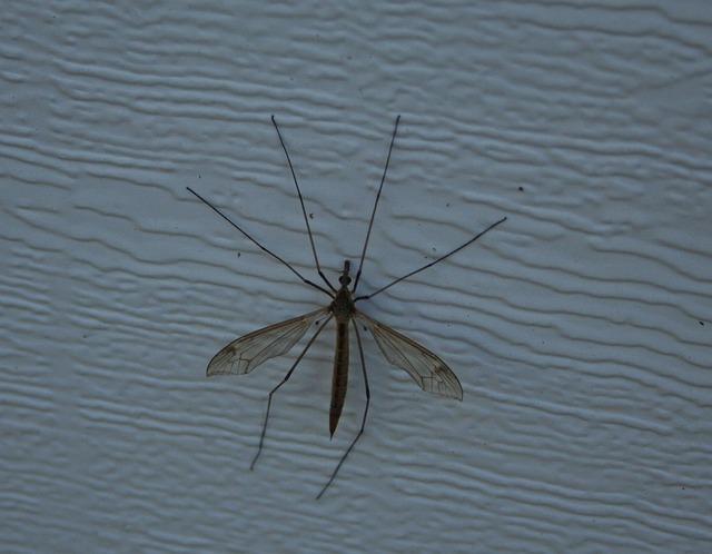 Transmission Dynamics of Malaria: Factors Contributing to the Recent Surge