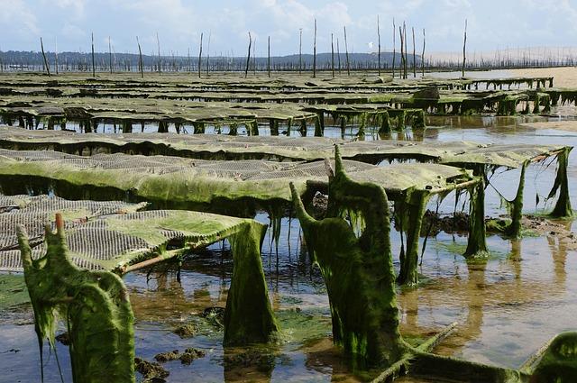 Innovative Approaches to Sustainable aquaculture Practices in Rural Areas