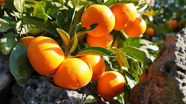 Recommendations for Enhancing mandarin Language programs in Seychelles
