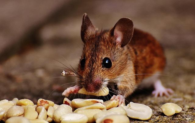 Adapting to Change: How Rwanda Can Sustain MICE Progress