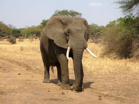 Zimbabwe outlines plan to cull scores of elephants to feed people after drought – The Guardian