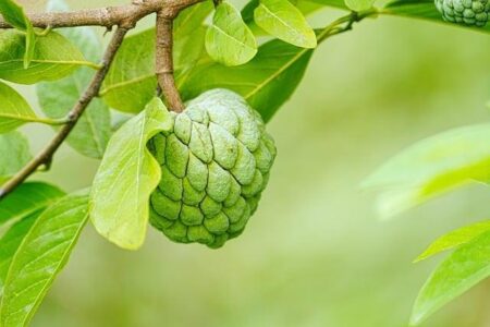 How the world’s largest fruit grown on a tree is boosting Uganda’s economy – CNN