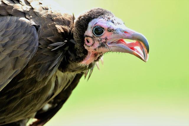 Hooded vultures in Ghana and South Africa on the brink, study says – Mongabay.com