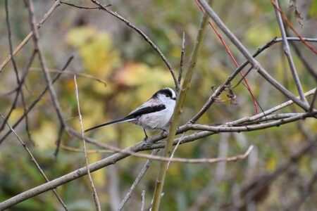 Nation, Class, Race: Differential Mobility Among Professional Bird Guides in Uganda and South Africa: A Faculty Cafe by Dr. Wendi Haugh – St. Lawrence University Saints