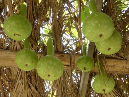 Africa’s rain harvesters: Malawi’s indigenous calabash system gives sustainable solutions to water woes – Down To Earth Magazine