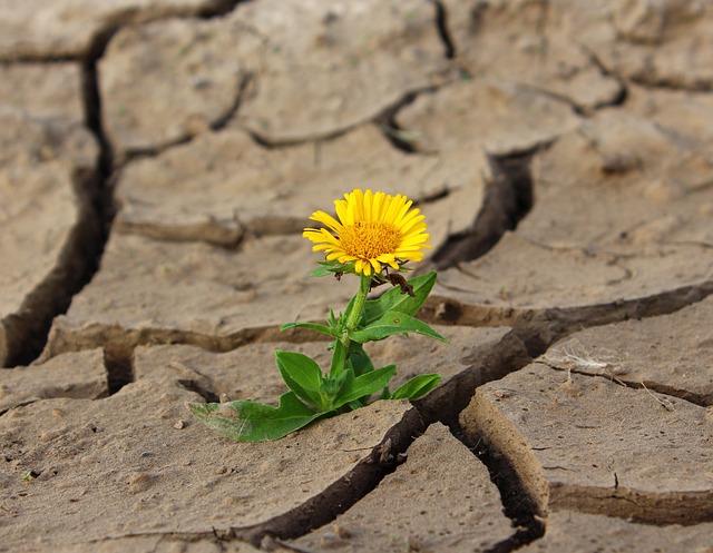 resilience and Community: How Residents Cope with Adversity