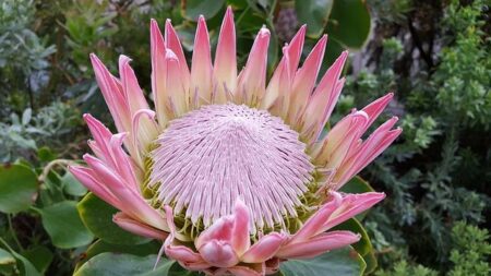 Proteas power to All Africa win in Zimbabwe – GolfRSA