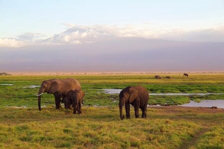 Africa World Airlines offers more travel options, rewards trade partners – BusinessAMLive