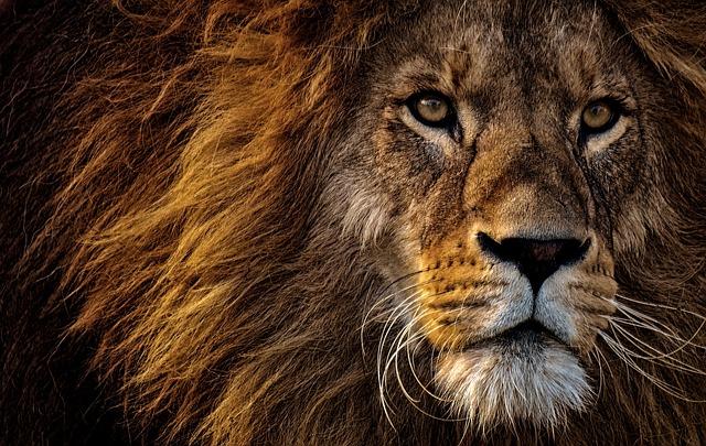 News – Exercise African Lion 2024 concludes in Senegal – DVIDS
