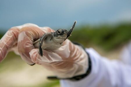 Saving Turtles From Plastics In Principe, The ‘Galapagos Of Africa’ – Forbes