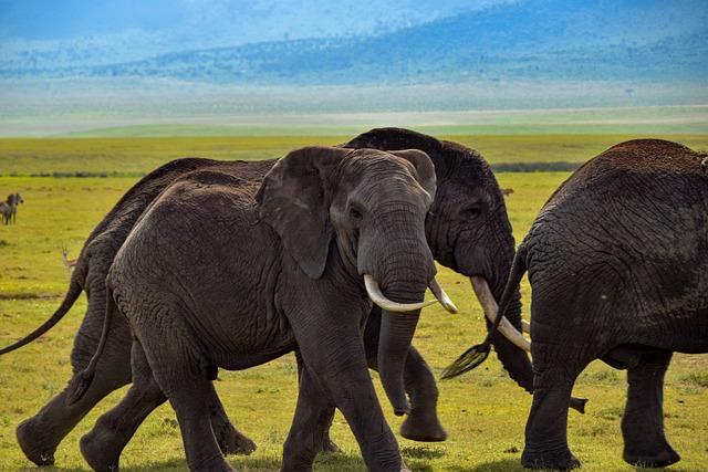 Cyprian Kachwele called up to Tanzania’s men’s national team for 2025 Africa Cup of Nations qualifiers – Vancouver Whitecaps FC