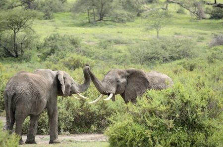 Bench Africa celebrates 50 years by taking its staff on safari – Travel Weekly