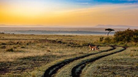 Africa’s Travel Indaba sets new date – Travel Weekly