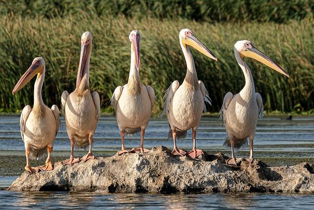 Looking Ahead: Future Initiatives for Wildlife Conservation at Vantara