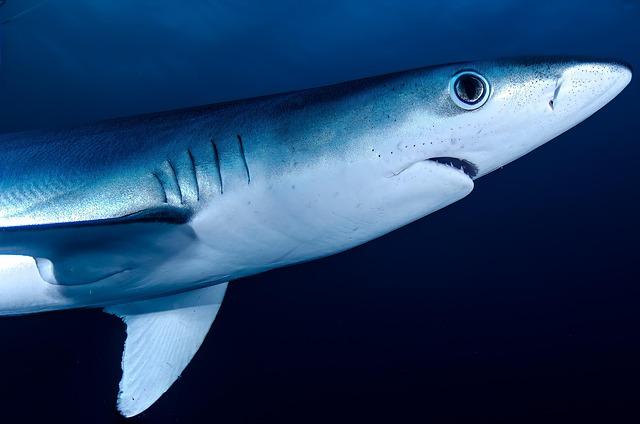 Habitat Exploration: Where This New Species Lies in the Ocean Ecosystem