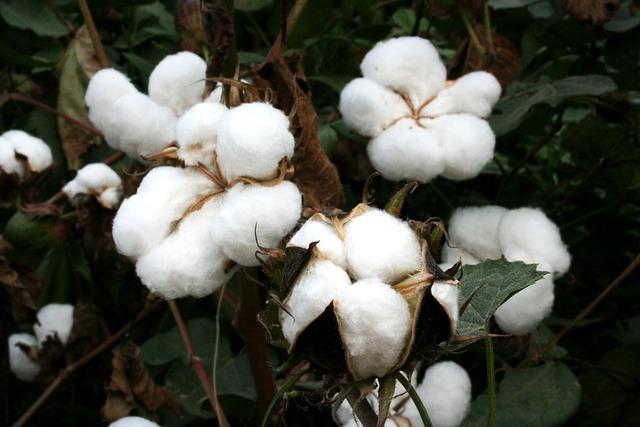 Evaluating the Effectiveness of⁤ Genetically‍ Modified Solutions in Djibouti