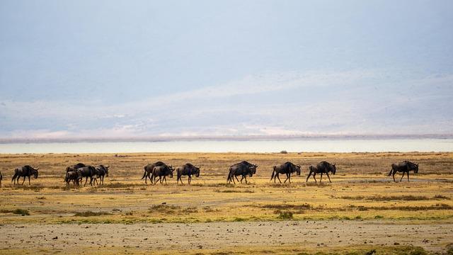 Addressing the Root causes of migration in Africa