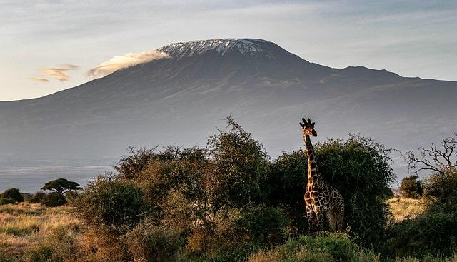 Mt Kilimanjaro's Glacial melt: A Climate Crisis Unfolding