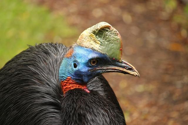 Exploring the Rich Cultural Tapestry of Papua New Guinea