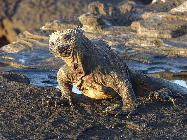 Future Challenges for the African galapagos Waters