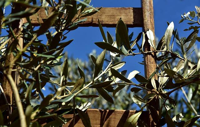Future Challenges and Conservation Efforts for Tunisia's Olive Trees
