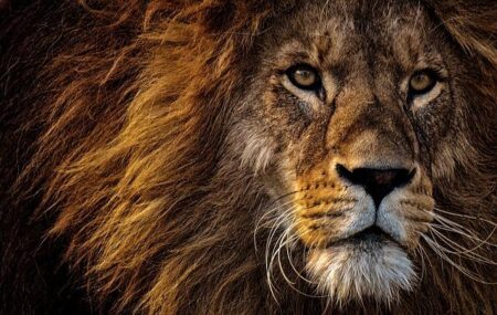 News – African Lion 2025 planning conference for Tunisia spoke concludes in Vicenza – DVIDS