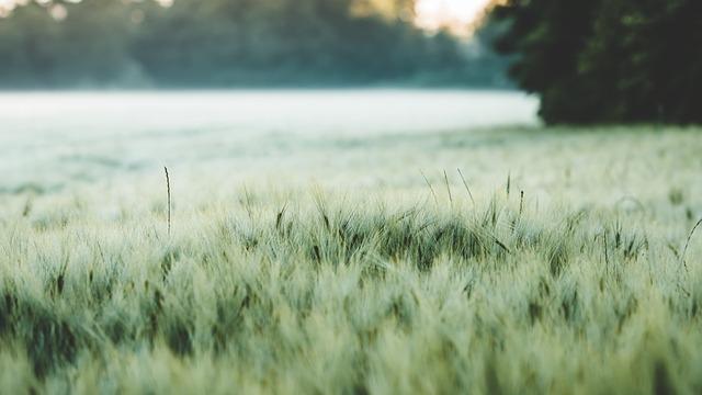 Recommendations for Modern Agriculture Inspired by Ancient Techniques