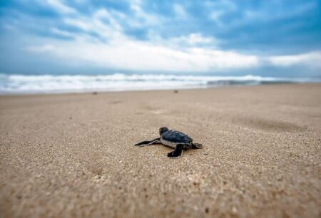 Saving turtles in Sao Tome and Principe – CNN International