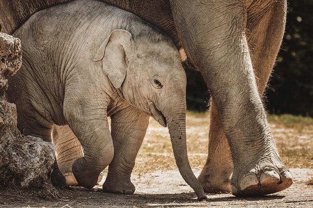 How technology is achieving harmony between people and elephants in Guinea – Fauna & Flora International