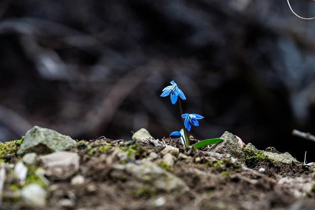 A Harmonious Model Of Growth, Sustainability and Diversity – Forbes Africa