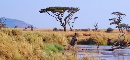 From Serengeti Safaris to Madagascar’s Lemurs: Africa’s Ultimate Wild Escapes – iAfrica.com