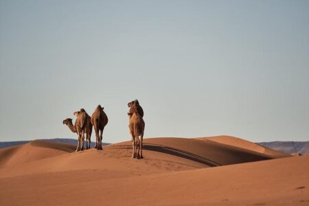 Morocco, South Africa, Egypt, Tanzania, Mozambique, Namibia, and Sierra Leone captivate travelers with mesmerizing landscapes, vibrant cultures, and extraordinary hidden gems waiting to be explored – Travel And Tour World