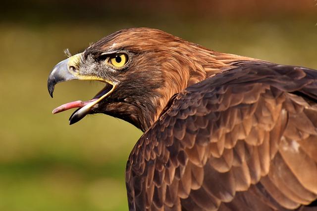 Elusive wildlife shows up for photographer’s camera traps in Congo – Mongabay.com