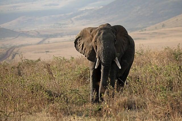 Tanzania Declares Marburg Outbreak: Africa CDC Mobilizes Immediate Response – africacdc.org