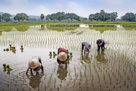Farmers in Africa say their soil is dying and chemical fertilizers are in part to blame – Ap.org