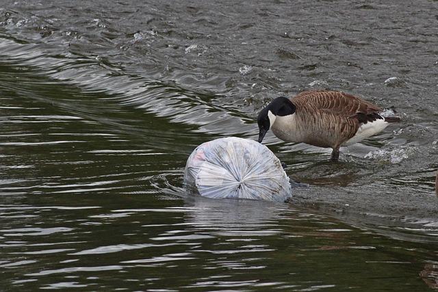 Understanding the Threats Posed by Plastic Pollution