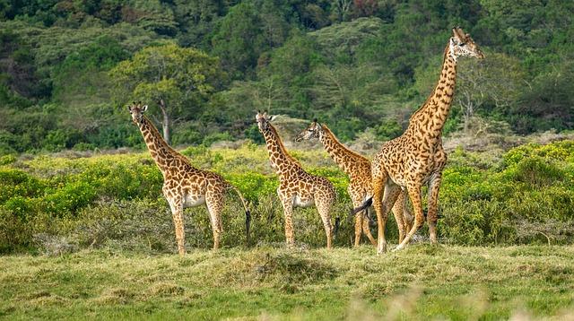 Future Opportunities for Businesses in Tanzania's Digital Landscape