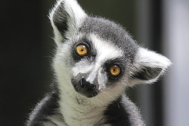 Understanding the Implications: What This Victory Means for Madagascar and Chad