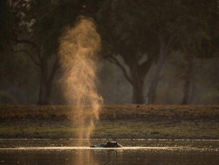 Man whose wife was killed in a hippo attack in Africa sues the US company that booked the trip – The Associated Press