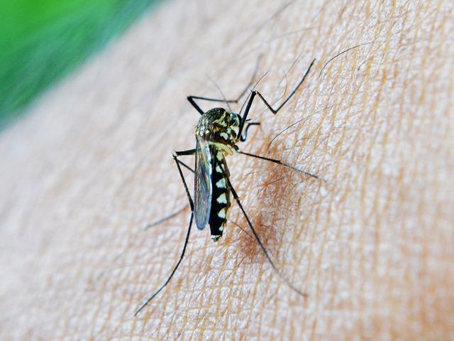 No disease is deadlier in Africa than malaria. Trump’s US aid cuts weaken the fight against it – The Independent