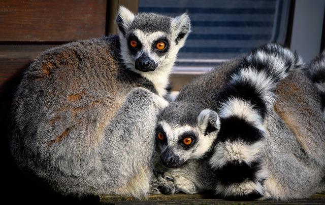 Analysis of MadagascarS Recent Performance in international Matches