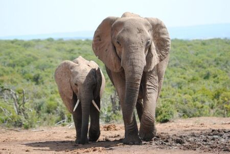 Anim Addo and One World Sports to embark on groundbreaking talent discovery project in West Africa – GhanaWeb