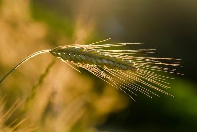 Togo: the African Development Bank grants a loan of over USD 26 million to develop key agricultural sectors through private-sector investments – African Development Bank