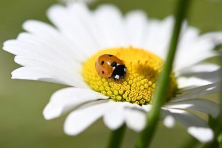 The tiny insect threatening to ravage this African country’s economy – The Independent