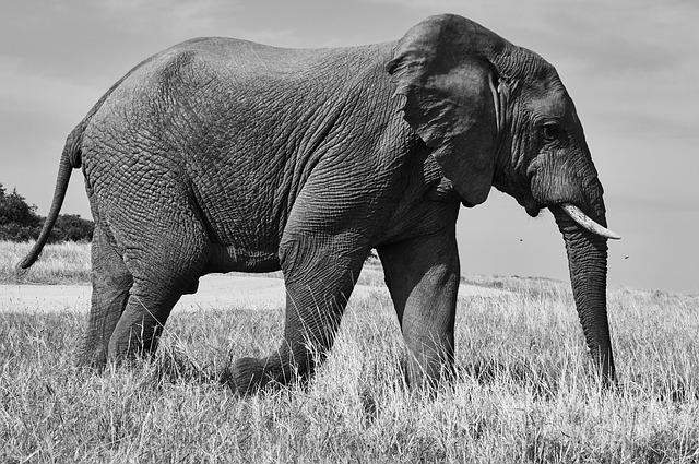 Unveiling the Challenges Faced by African Elephants in Captivity